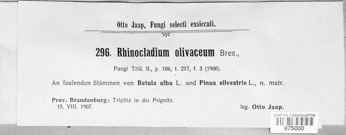 Rhinocladium olivaceum image